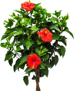 Live Hibiscus Plant - Tropical Flowering Tree Plant - Red President - Overall Height 38" to 44" - Tropical Plants of Florida (Plant Only)