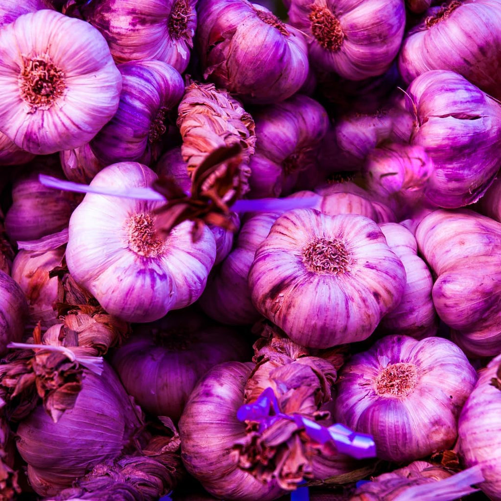 1 Pound Garlic for Planting in Fall Hardneck, 8-10 Purple Garlic Bulbs for Planting, Fresh and High Yield Bulb Variety Pack, Hardy and Fast Growing