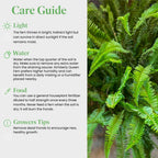 American Plant Exchange Kimberly Queen Fern – 6-Inch Pot – Live Hardy Upright Fern Houseplant, Easy Care Greenery for Home, Office, Garden, or Patio Decor