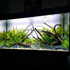 SubstrateSource Amazon Sword Echinodorus Bleheri Live Plant for Freshwater Aquariums, Natural Fish Tank Decorations, and Aquatic Decor (5 Pots (10-15 Plants))
