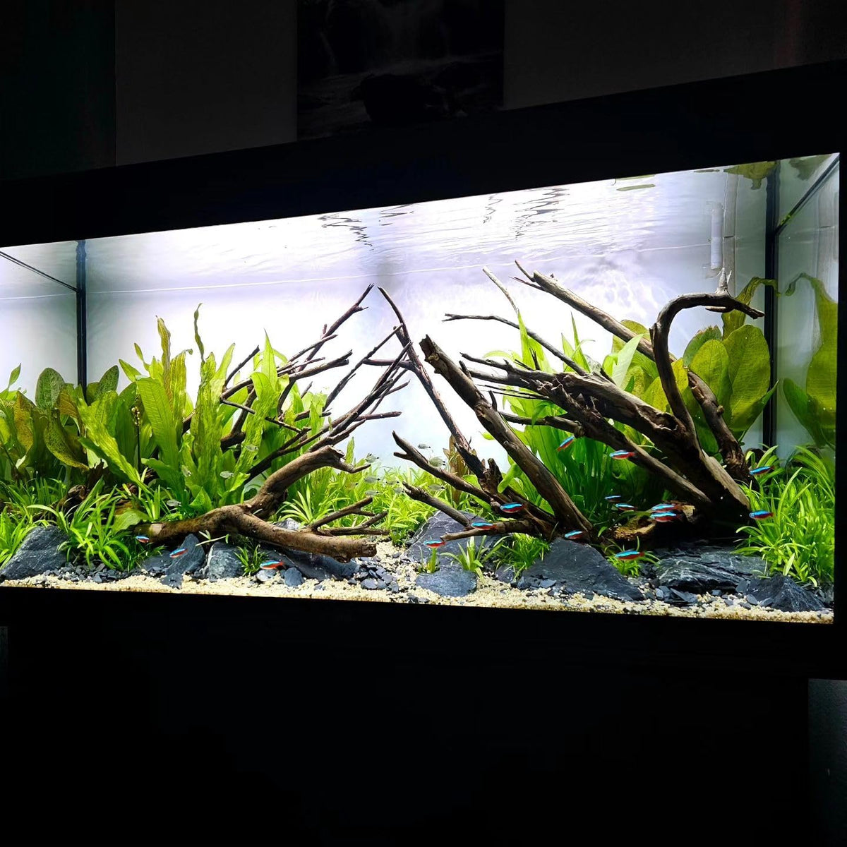 SubstrateSource Live Plant - Amazon Sword (Echinodorus Bleheri) - Beginner Friendly, Easy Care, Medium Light, Midground to Background Placement - Freshwater Aquarium Decoration - 1 Bunch (4-5 Plants)