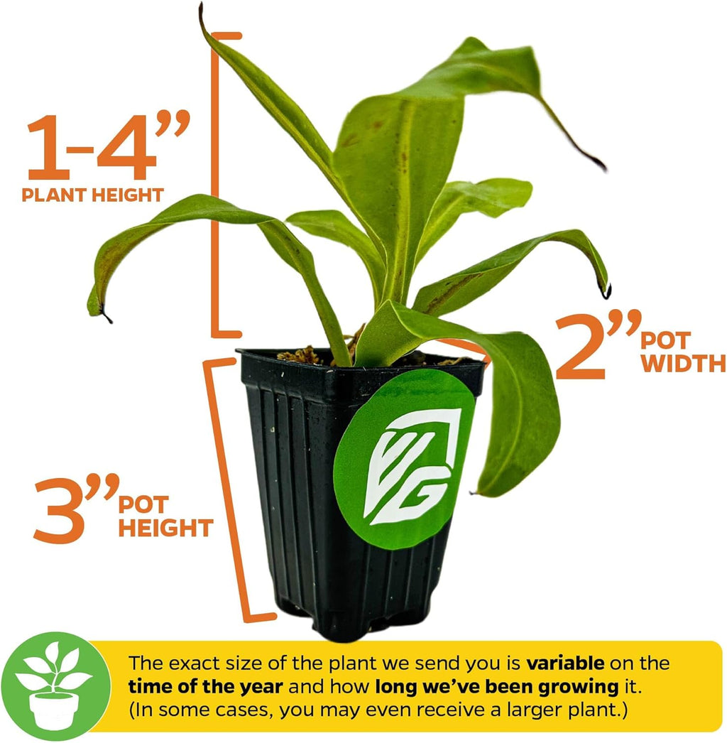 Alata Pitcher Plant - Nepenthes Live Carnivorous Plant by Wellspring Gardens - Easy to Grow Starter Bulbs Great for Nature Lovers & Gardeners - Outdoor & Indoor Aquatic Planting