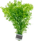 SubstrateSource Live Aquarium Stem Plants - Freshwater Aquatic Plant for Fish Tanks, Aquascaping - (Limnophila Heterophylla, 4 Bunches)