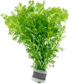 SubstrateSource Live Aquarium Stem Plants - Freshwater Aquatic Plant for Fish Tanks, Aquascaping - (Micranthemum Umbrosum Giant Baby Tears, 1 Bunch)