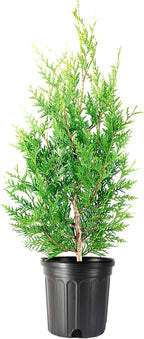 Thuja Green Giant | 3 Large Gallon Size Trees | Thuja standishii x plicata | Fast Growing Privacy Screen | Evergreen Landscape Plants for Borders