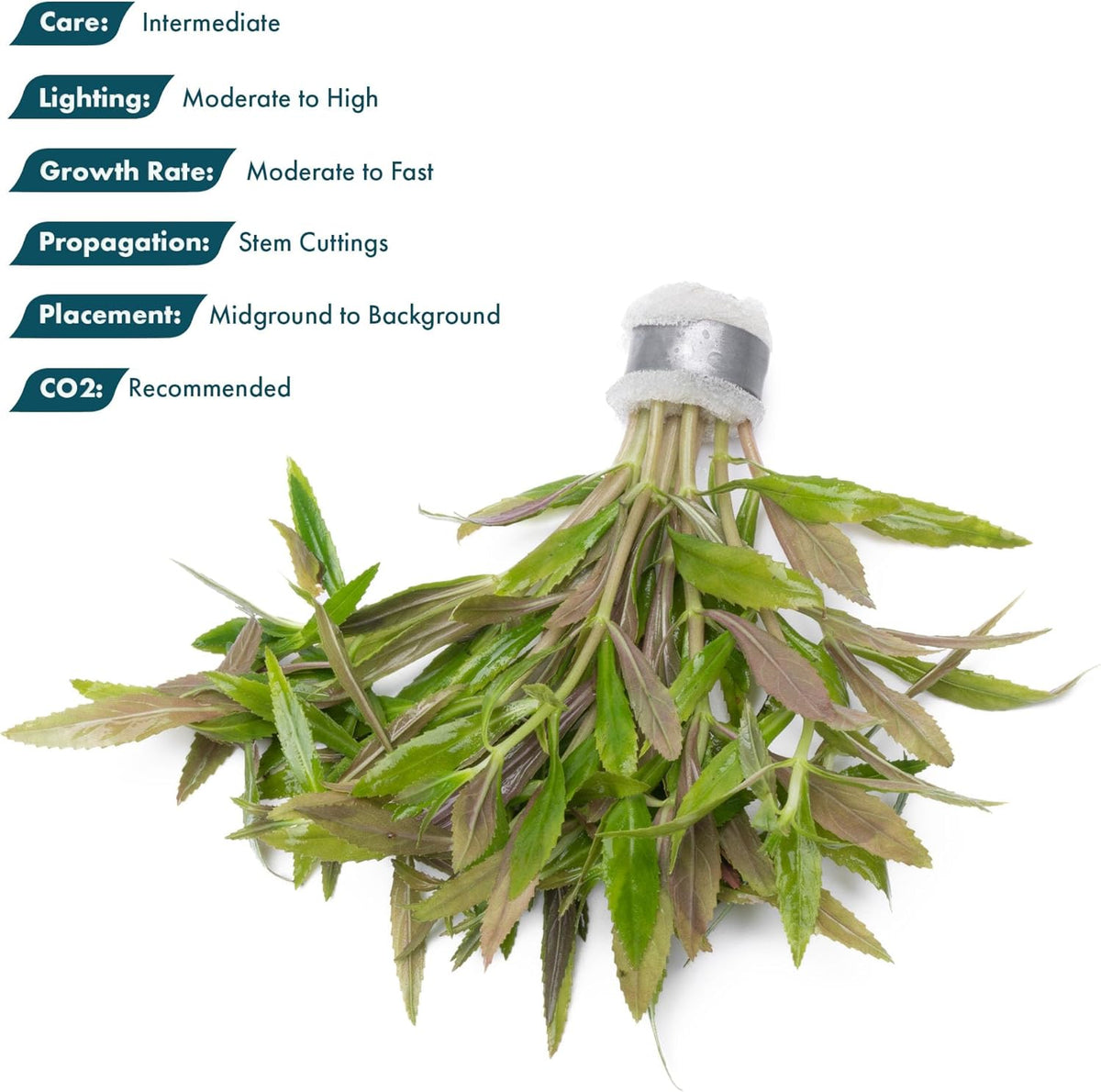 SubstrateSource Live Aquarium Stem Plants - Freshwater Aquatic Plant for Fish Tanks, Aquascaping - (Limnophila Aromatica, 1 Bunch)