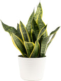Costa Farms Snake, Sansevieria Mother-In-Law's Tongue in Mid-Century Modern Planter Stand Fits on Floor/Tabletops, Live Indoor Plant, 12-Inch Tall, Grower's Choice