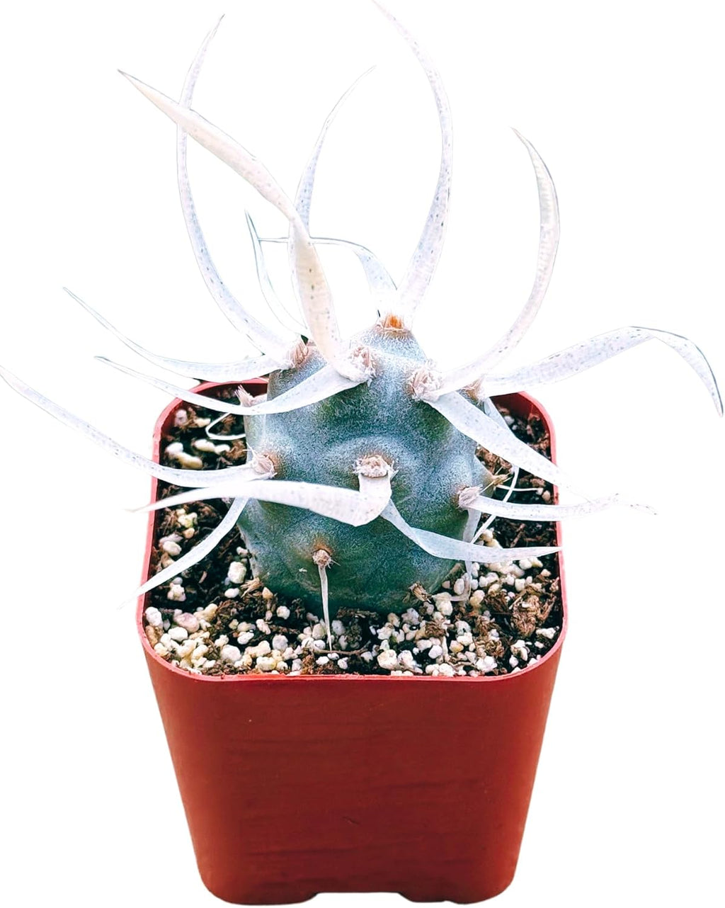 Succulents Plants Live 2inch Live Mini Succulent Plants, Easy Care House Plants Rooted in Succulent Soil Mix, by The Succulent Cult (Paper Spine Cactus - Tephrocactus Articulatus, 2 Inch)