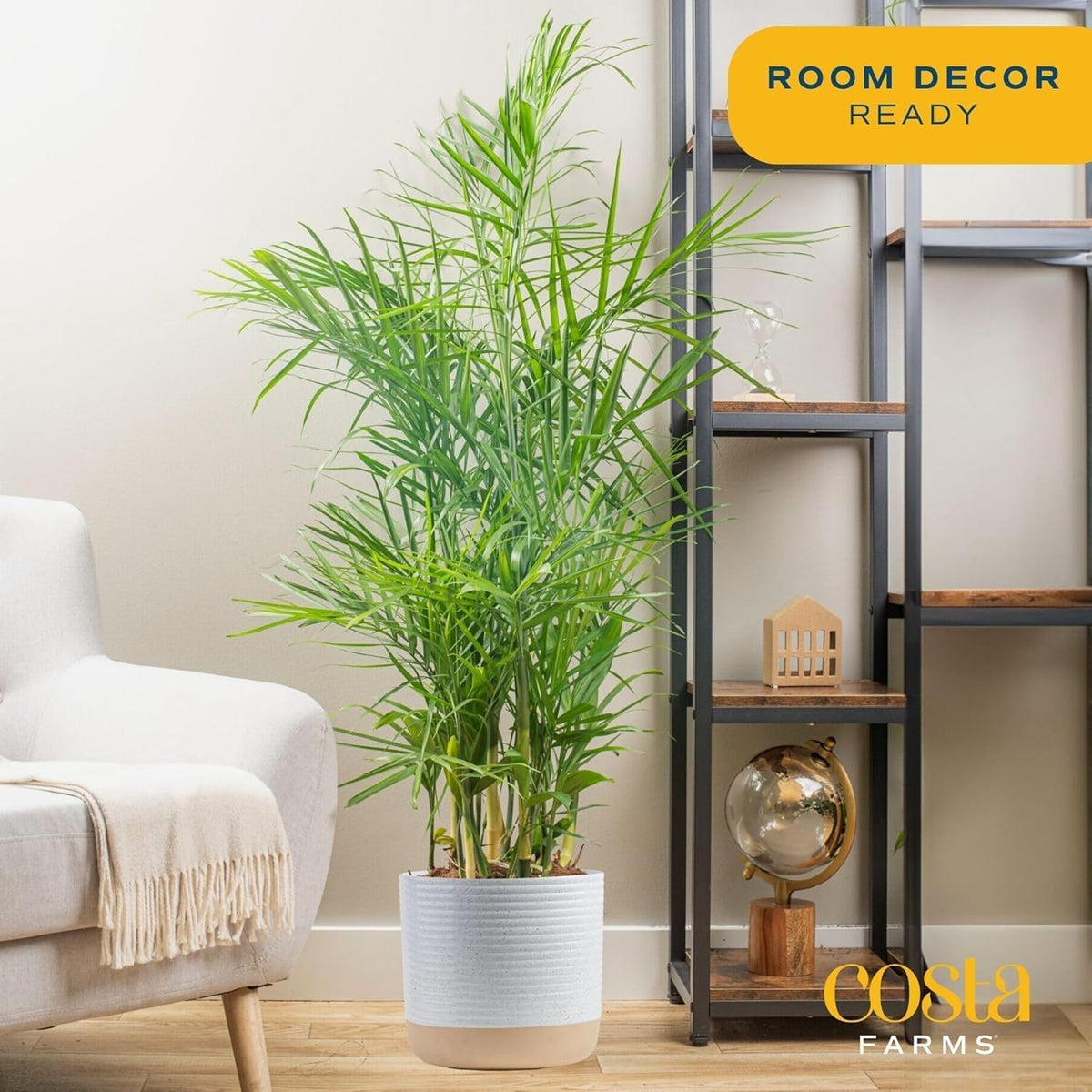 Costa Farms Bamboo Palm Live Plant in Decorative Pot, Air Purifying Large Indoor Houseplant, Perfect for Home, Room, or Office Decor, Great House Warming or Birthday Gift, 3-4 Feet Tall
