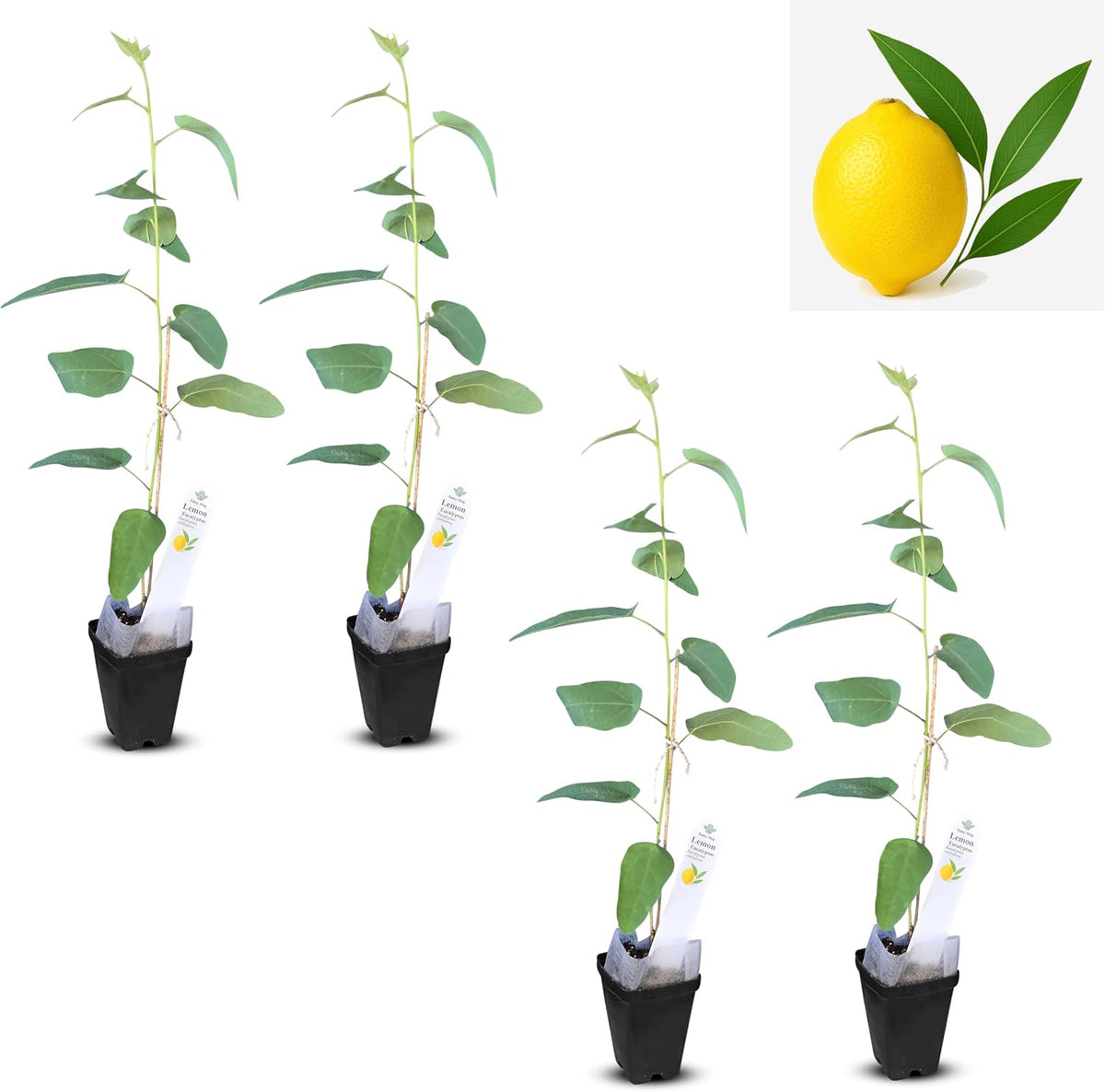 Lemon Eucalyptus (Corymbia citriodora) Live Plant - Fragrant Indoor/Outdoor Plant with Natural Insect Repellent Citronella Oil (4 eucal-Lemon sacs)