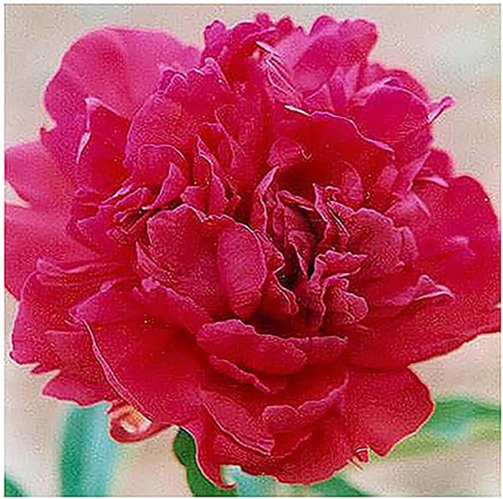 Karl Rosenfield - Double Dark Red Peony