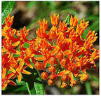 Blood Flower Milkweed Seeds - Food and Host Plant for Monarch Butterflies…