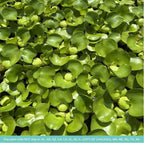 Water Hyacinth - Eichhornia crassipes - Live Plants for Pond, Floating Aquatic Garden Plants - 1 Plant
