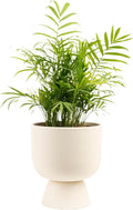 Costa Farms Parlor Palm, Neanthebella, Easy to Grow Houseplant Potted in Décor Plant Pot, Everyday Gift for Mom, For Wife, From Daughter, Son, Room or Home Decor, 1 Foot Tall