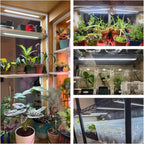 Wiaxulay Grow Lights for Indoor Plants, Full Spectrum 6000K Plant Light for Indoor Plants, LED Grow Light Strips with Auto Timer 6/12/16Hrs, 5 Dimmable Levels, 3 Switch Modes for Hydroponics Seedling
