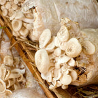 25 Packs 6 Mil Mushroom Grow Bags, Thick Spawn Bags 5" X 8" X 20" with 0.2 Micron Filter Breathable Autoclavable Durable Tear-Resistant