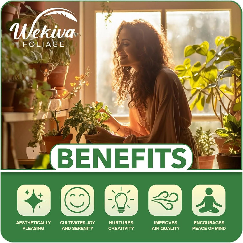 Berry Variety Pack - 4 Live Starter Plants - A Selection of Blueberry, BlackBerry, and Raspberry Varieties for Your Edible Garden