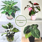 Philodendron Plant Live Exclusive Collection (4-Pack) – Rare Birkin, Gloriosum, Pink Princess & White Wizard in 2" Pot; Easy Care Indoor Plants Live Houseplants Decor for Home/Office/Garden