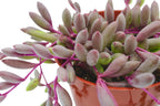 Live Succulent 4" Othonna Capensis Ruby Necklace, Succulents Plants Live, Succulent Plants Fully Rooted, House Plant for Home Office Decoration, DIY Projects, Party Favor Gift by The Succulent Cult