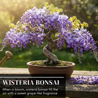 Weeping Wisteria Bonsai Tree Seedling for Planting - 1 Year Old Well Rooted Seedling