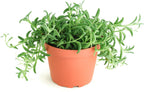 Shop Succulents String of Bananas Hanging Succulent, Senecio Radicans, Fully Rooted Live 4" Succulent Plant, Low Maintenance Indoor Plant, Trailing Succulents, Gift & Garden