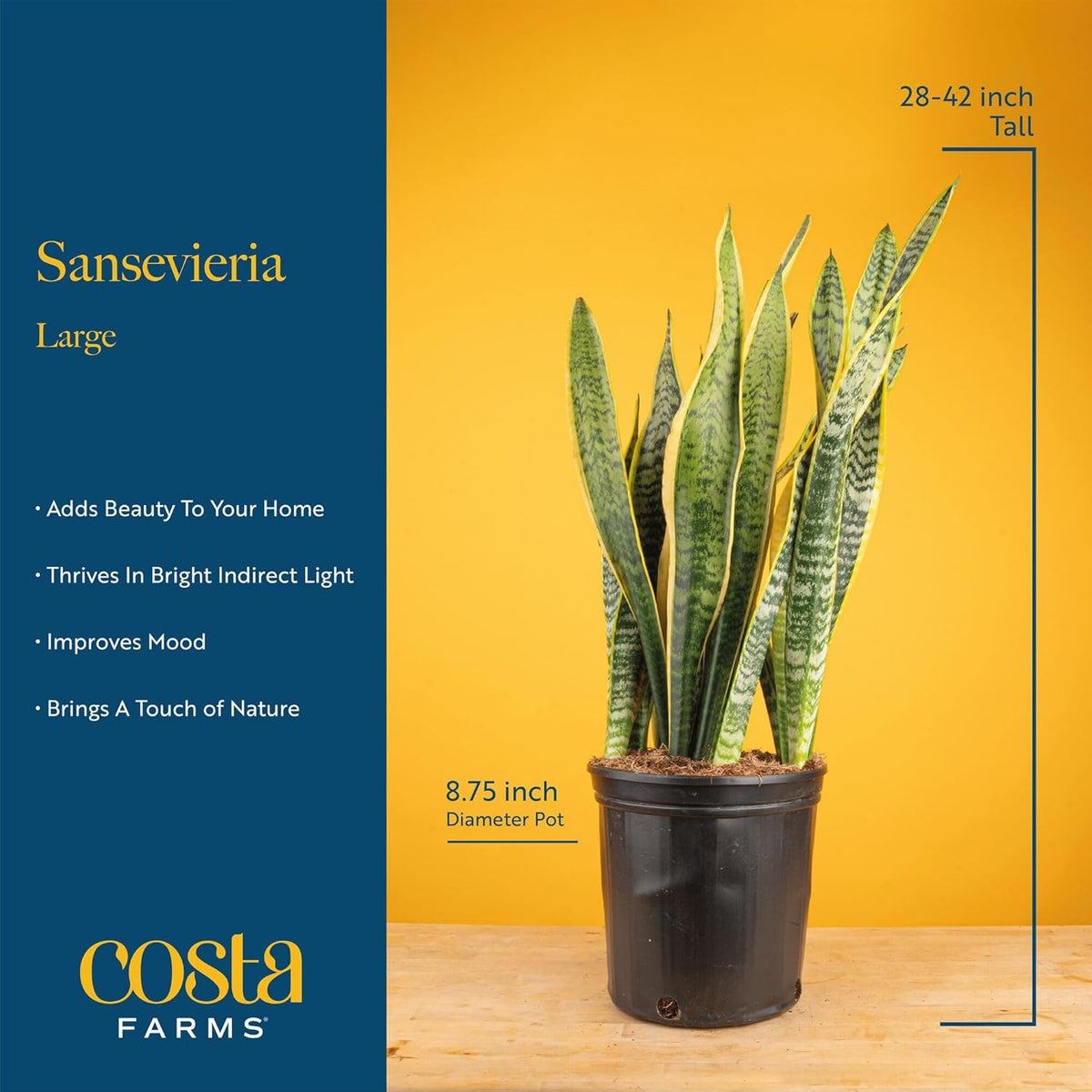 Costa Farms Live Snake Plant, Sansevieria, Easy Care House Plant in Modern Decor Pot, Houseplant in Potting Soil Mix, Succulent Plant Gift for Housewarming, Office and Home Decor, 2-3 Feet Tall