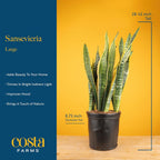 Costa Farms Snake Plant, Live Indoor and Outdoor Sansevieria Plant, Easy Care Tropical Houseplant Potted in Nursery Pot, Air Purifying Succulent Plant in Soil, Housewarming, Home Décor, 2-3 Feet Tall
