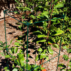 MTB Green Square Folding Tomato Cage Plant Support Tower 12 inch by 46 inch, Pack of 5 Sets