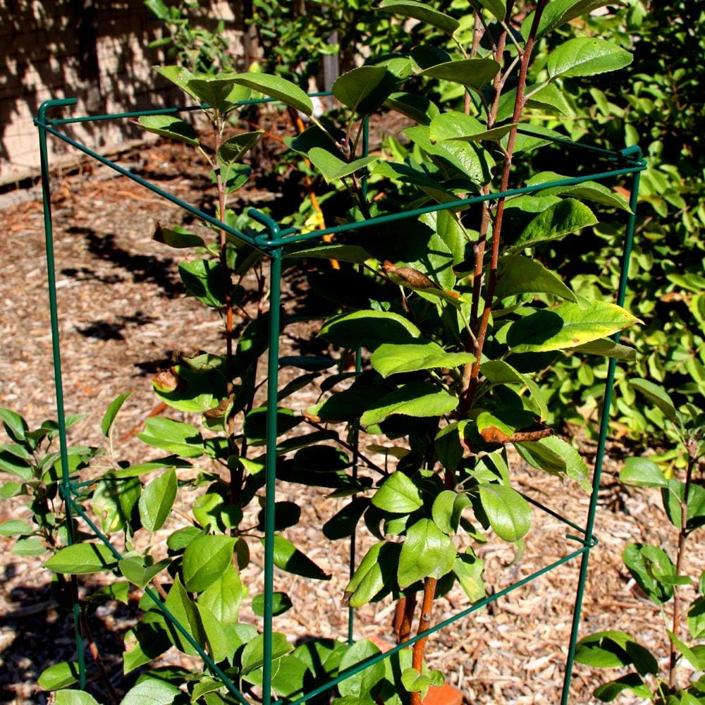 MTB Green Square Folding Tomato Cage Plant Support Tower 12 inch by 46 inch, Pack of 5 Sets