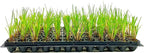 Nile Queen Papyrus | 20 Live Plants | Cyperus Shade & Wet Tolerant Aquatic Foliage