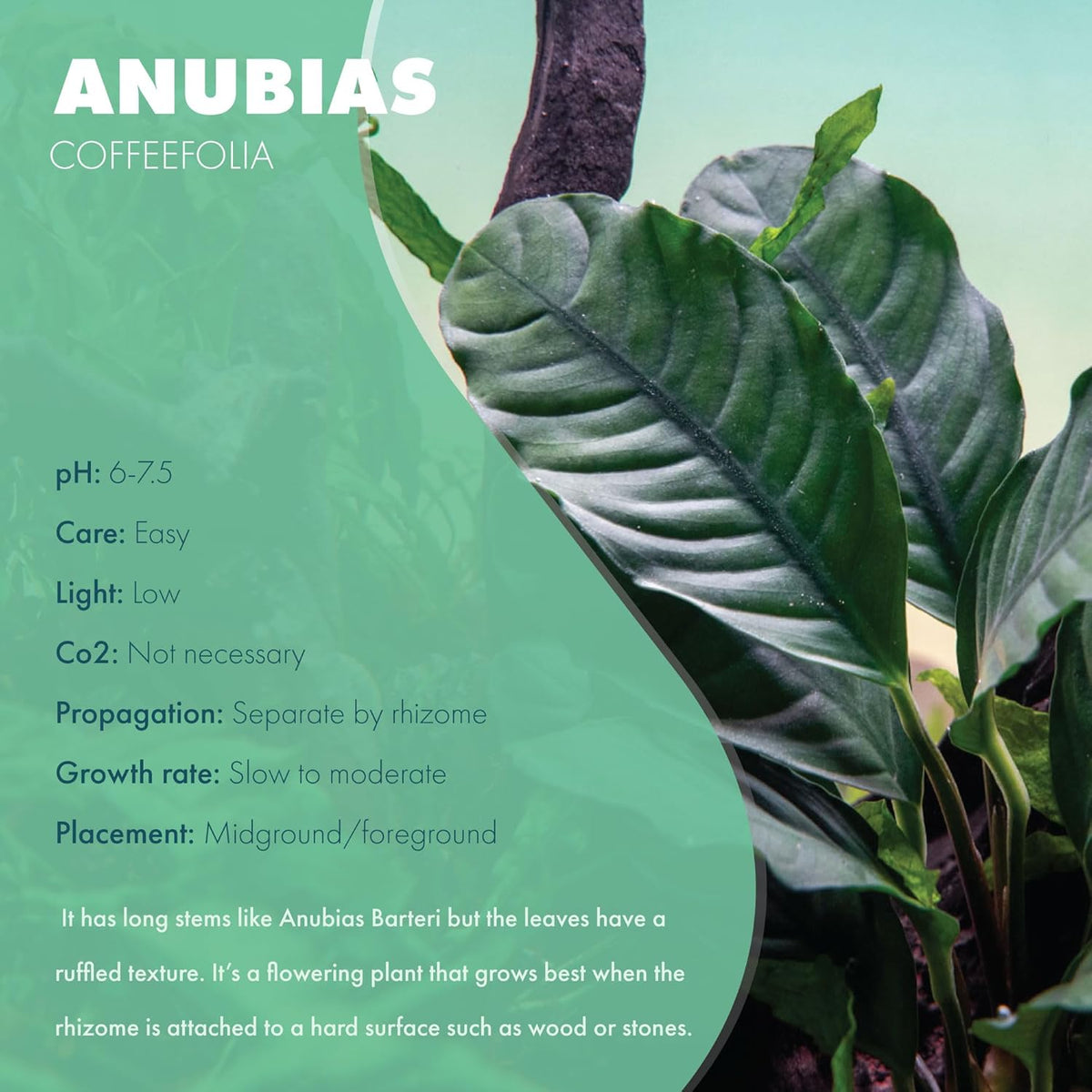 SubstrateSource Anubias Live Aquarium Plants - Potted Freshwater Plant for Fish Tanks, Terrariums - Beginner Friendly Low Light (Barteri Coffeefolia, 3 Pots)