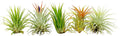 ragnaroc Air Plants - Tillandsia Ionantha Pack, Regular 1-3" - 5ct - Live Arrival Guaranteed - House Plants for Home Decor & Gift