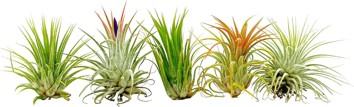ragnaroc Air Plants - Tillandsia Ionantha Pack, Regular 1-3" - 5ct - Live Arrival Guaranteed - House Plants for Home Decor & Gift