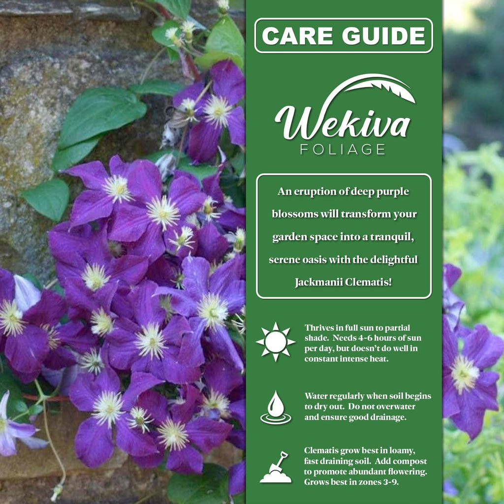 Clematis Jackmanii - Live Starter Plant in a 2 Inch Growers Pot - Starter Plants Ready for The Garden - Beautiful Violet Purple Flowering Vine