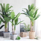 Indoor Banana Tree Ornamental Perennial Non-GMO