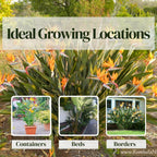 Bird of Paradise Plants Live (4-Pack), Strelitzia Plants with Perennial Orange (2) and White (2) Flowers, Indoor/Outdoor Plants, Exotic Tropical Decor, Not Artificial, 6-10" Height. 2" Pot.