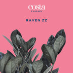 Costa Farms Raven ZZ Live Plant in Self Watering Pot, Easy to Maintain, Air Purifying Indoor Houseplant, Perfect for Home, Room, or Office Decor, Great House Warming or Birthday Gift, 12-18 Inches
