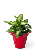 4.5” STD Plant Pot Covers, Decorative Plant Sleeve for Indoor & Outdoor House Plants, Reusable and Gift-Ready Foil Wrap for Flower Pots, Red Metallic, Pack of 5