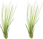 ragnaroc Air Plants - Tillandsia Juncea, Jumbo 8-12" - 2ct - Live Arrival Guaranteed - House Plants for Home Decor & Gift