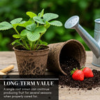 Ozark Beauty Strawberry Plants (25 Plants) – Everbearing Variety for Home Gardens – Grow Your Own Fresh, Sweet Strawberries – Perfect for Eating Fresh, Baking, and Jam Making