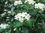 Sweet Viburnum | 3 Large 4 Inch Pots | Viburnum Odorotissimum | Live Plants | Fast Growing Privacy Hedge, Shrub, Privacy Screen