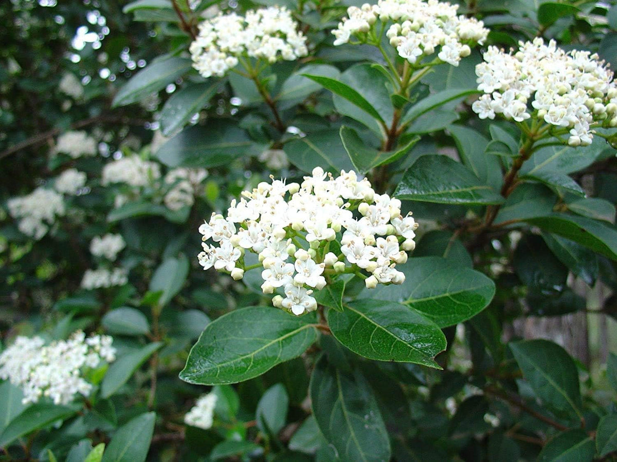 Sweet Viburnum | 3 Large 4 Inch Pots | Viburnum Odorotissimum | Live Plants | Fast Growing Privacy Hedge, Shrub, Privacy Screen