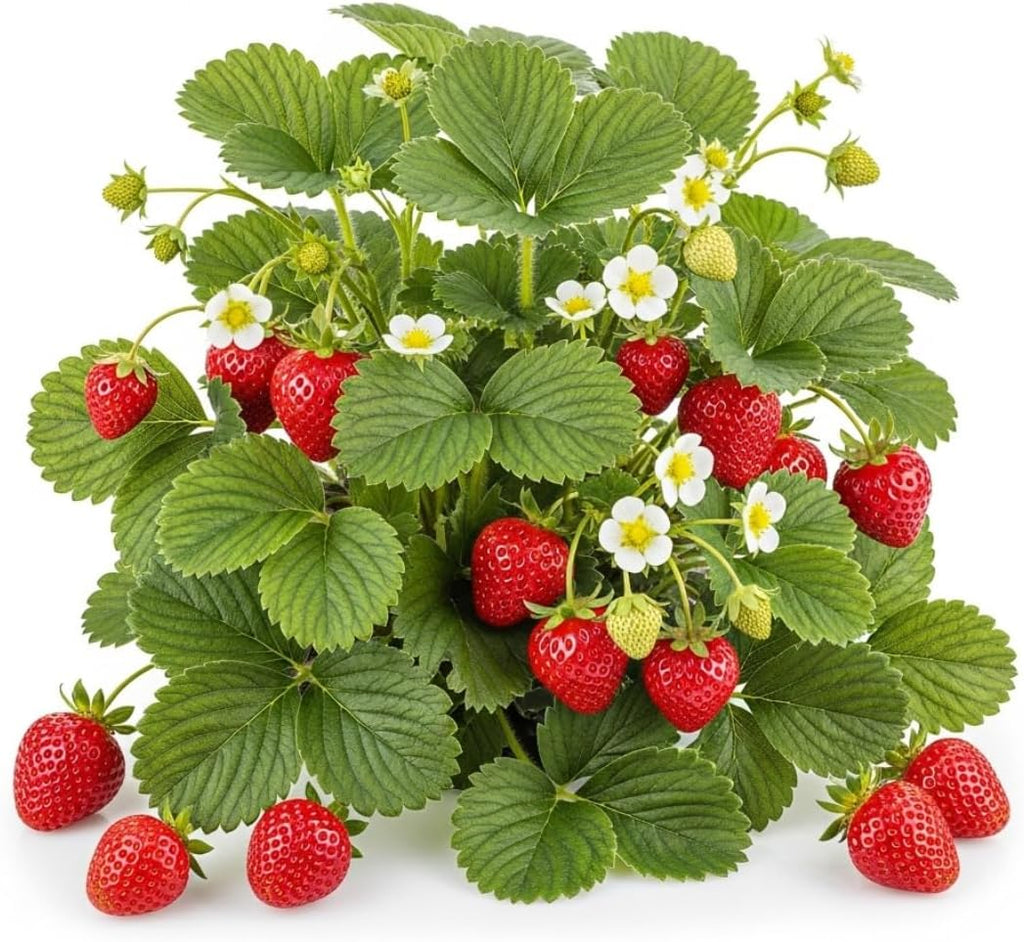 Ozark Beauty Strawberry Plants (25 Plants) – Everbearing Variety for Home Gardens – Grow Your Own Fresh, Sweet Strawberries – Perfect for Eating Fresh, Baking, and Jam Making