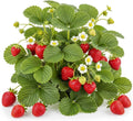 Ozark Beauty Strawberry Plants (25 Plants) – Everbearing Variety for Home Gardens – Grow Your Own Fresh, Sweet Strawberries – Perfect for Eating Fresh, Baking, and Jam Making