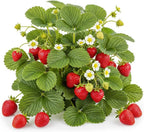 Ozark Beauty Strawberry Plants (25 Plants) – Everbearing Variety for Home Gardens – Grow Your Own Fresh, Sweet Strawberries – Perfect for Eating Fresh, Baking, and Jam Making