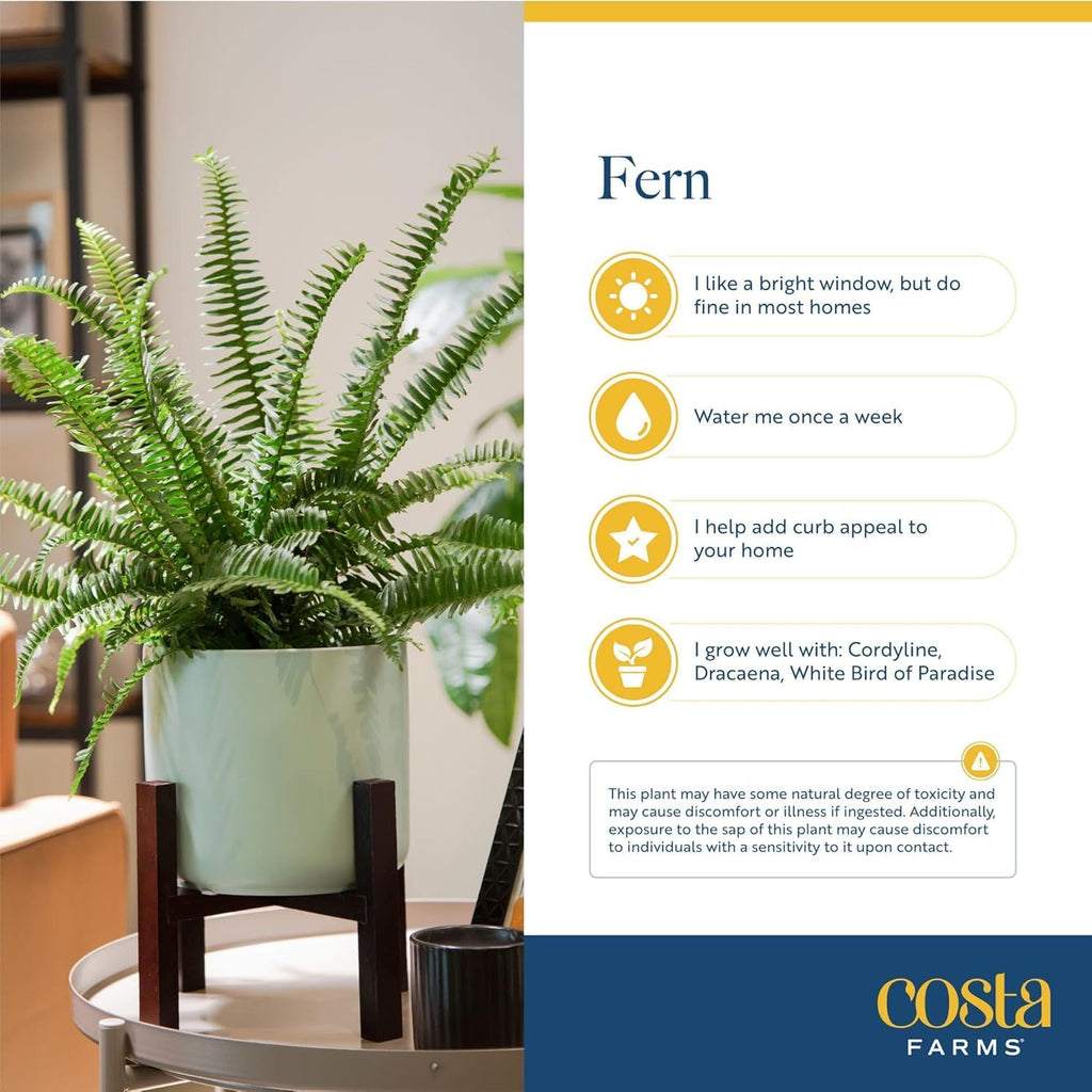 Costa Farms Ferns (2 Pack), Live Premium Boston Fern Plants in Hanging Basket Planters, Houseplants Potted in Soil Potting Mix, Outdoor Garden Gift, Beautiful Home Patio Décor, 16-Inches Tall