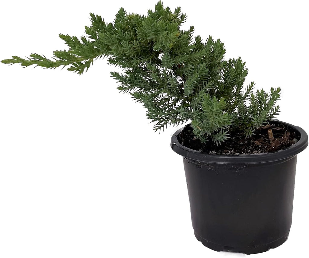 Japanese Juniper Bonsai Tree - 4" Pot - Juniperus procumbens - Nana