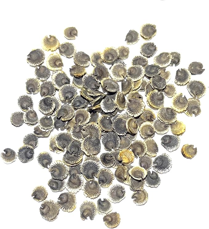 Seed Needs, Black Hollyhock Seeds - 100 Heirloom Seeds for Planting Alcea rosea - Great for Gothic Gardens, Open Pollinated Biennial that Attracts Pollinators (1 Pack)