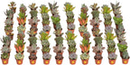Costa Farms Mini Succulent Live Plants in Plastic Pots, Easy to Maintain Indoor Succulents, Assorted Variety Houseplants for Room Decor, House Warming or Party Favors, 2-3.5 Inches Tall, Pack of 100