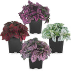 Polka Dot Plant Collection (4-Pack) - Live Houseplants, Small Indoor Plants, Hypoestes (Red, White, Rose, and Pink) - Colorful, Air-Purifying House Plants (Collection)